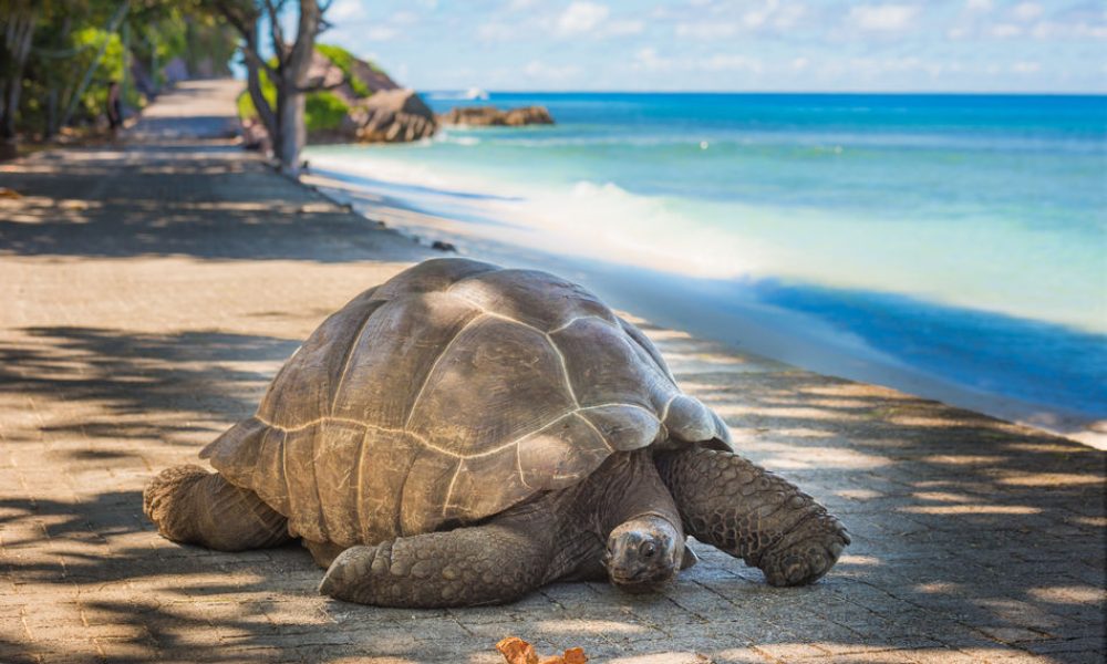 Giant tortoise