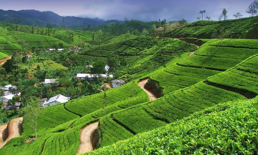 Tea plantations in Nuwara Eliya